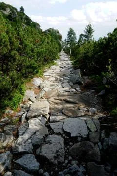 Mountain stone trail through forest in High Tatras Stock Photos