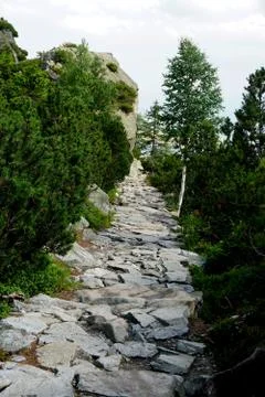 Mountain stone trail through forest in High Tatras Stock Photos