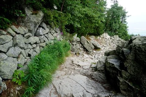 Mountain stone trail through forest in High Tatras Stock Photos