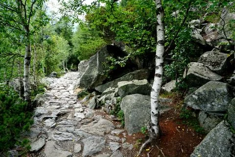 Mountain stone trail through forest in High Tatras Stock Photos