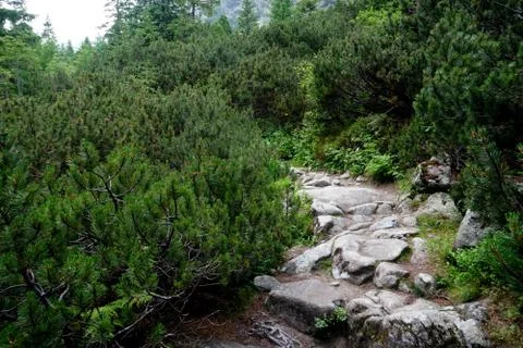 Mountain stone trail through forest in High Tatras Stock Photos
