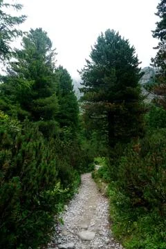 Mountain stone trail through forest in High Tatras Stock Photos