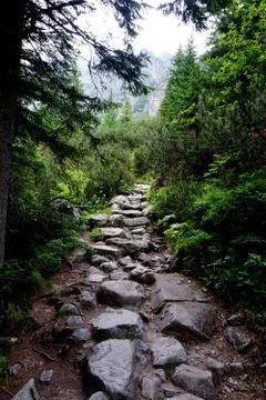 Mountain stone trail through forest in High Tatras Stock Photos
