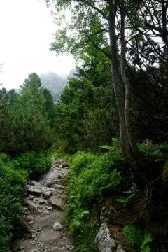 Mountain stone trail through forest in High Tatras Stock Photos