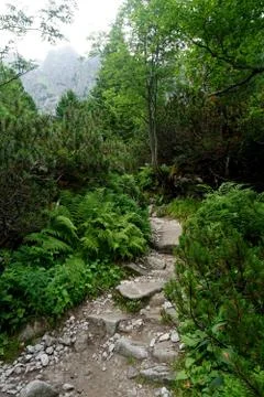Mountain stone trail through forest in High Tatras Stock Photos