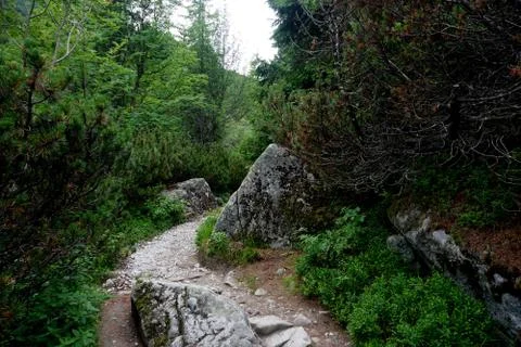 Mountain stone trail through forest in High Tatras Stock Photos