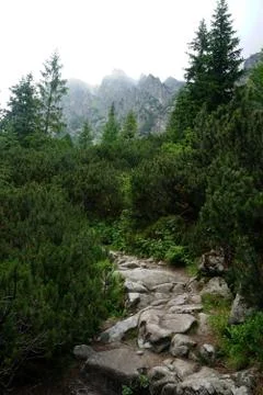 Mountain stone trail through forest in High Tatras Stock Photos