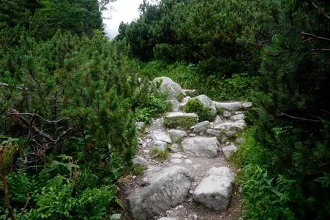 Mountain stone trail through forest in High Tatras Stock Photos