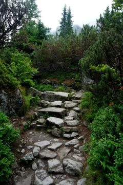 Mountain stone trail through forest in High Tatras Stock Photos