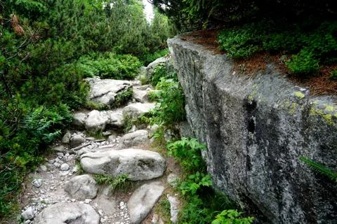 Mountain stone trail through forest in High Tatras Stock Photos
