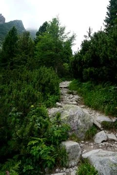 Mountain stone trail through forest in High Tatras Stock Photos