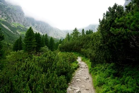 Mountain stone trail through forest in High Tatras Stock Photos