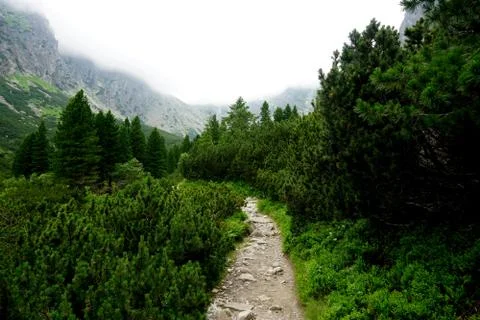Mountain stone trail through forest in High Tatras Stock Photos