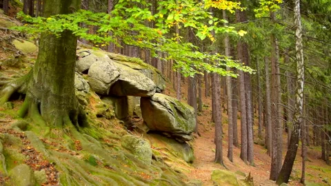 Mountain stones, tree, forest landscape. Calm natural scene. 库存影片 253060641