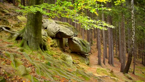 Mountain stones, tree, forest landscape. Calm natural scene. Stock Footage 253060656