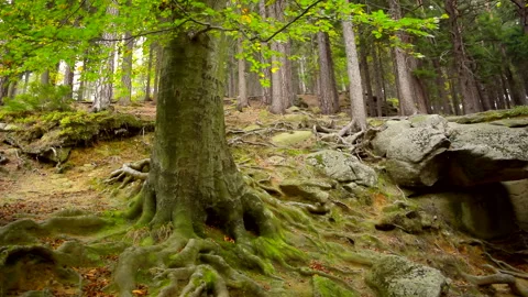 Mountain stones, tree, forest landscape. Calm natural scene. Stock Footage 253060784