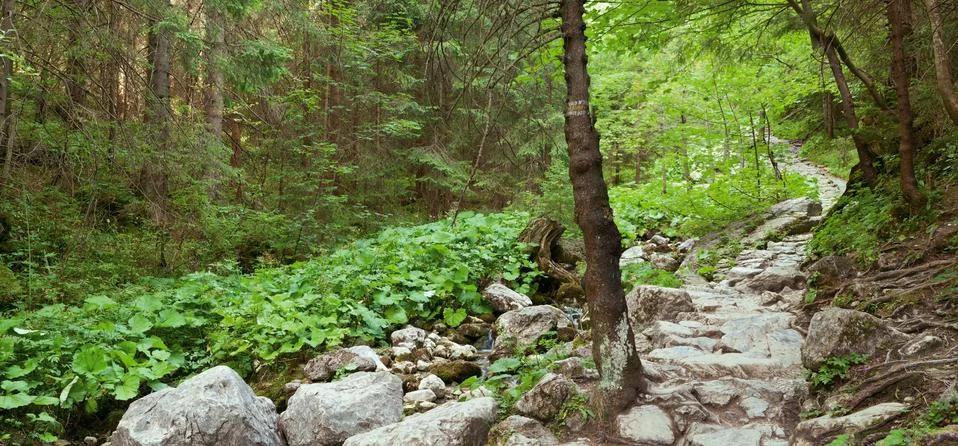 Mountain stony path in forest Stock Photos