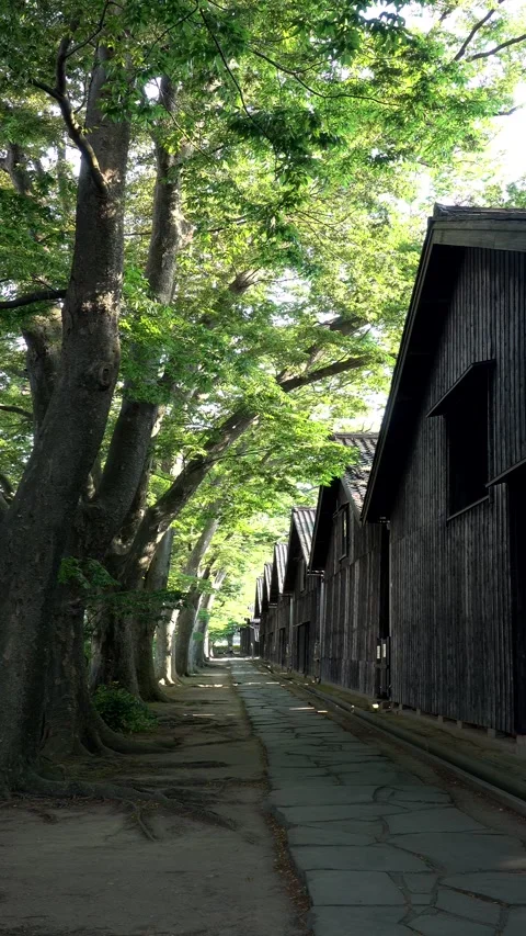 Mountain Storehouse and Zelkova Tree Avenue Vídeos de archivo 332355459