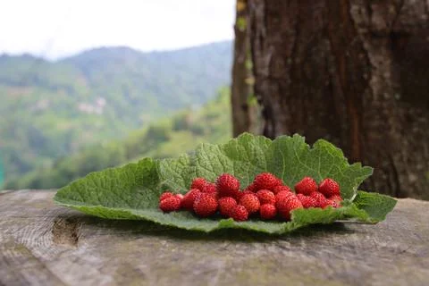 Mountain strawberries Stock Photos