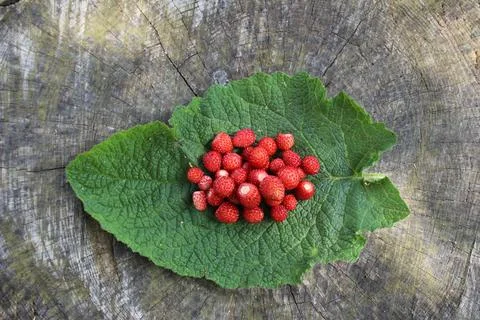 Mountain strawberries Stock Photos
