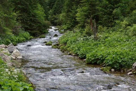 Mountain stream - 4 Stock Photos