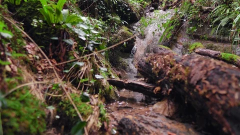 Mountain stream among forests and grass.The Creek amidst the tropical greenery. Vidéo 114658223