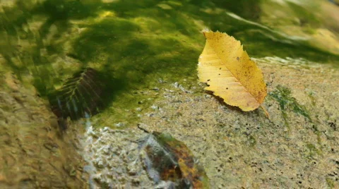Mountain stream and autumn leaf. Stock Footage 859893