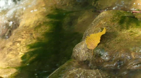 Mountain stream and autumn leaf. Stock Footage 859898