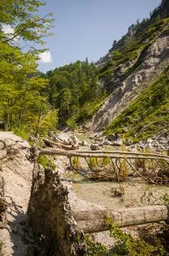 Mountain Stream and Fallen Tree Stock Photos