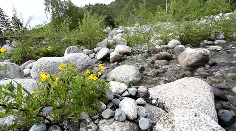 Mountain stream and flowers in the summer 스톡 동영상 49044554