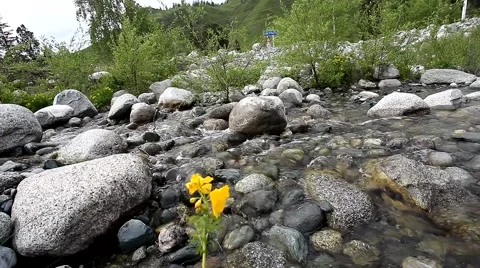 Mountain stream and flowers in the summer 스톡 동영상 49044560