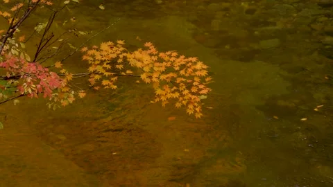 Mountain stream and maple dyed in orange Stock Footage 145176290