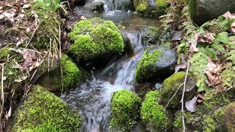Mountain Stream and Mossy Rocks Stock Footage 288041779