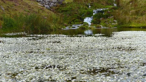 A mountain stream and a pond with flowers. Stock Footage 80441024