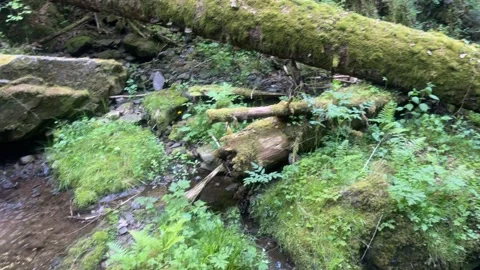 Mountain Stream and Small Waterfalls Flowing Through Green Forest Stock Footage 337090165