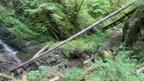 Mountain Stream and Small Waterfalls Flowing Through Green Forest Stock Footage 337090175