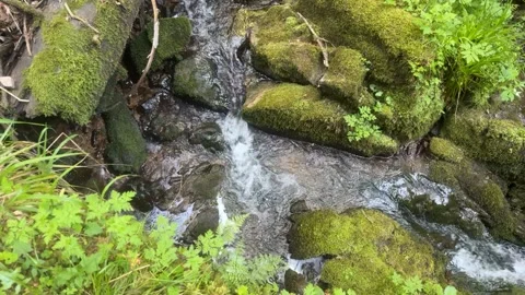 Mountain Stream and Small Waterfalls Flowing Through Green Forest Stock Footage 337090183
