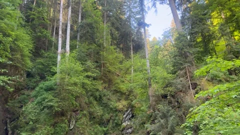 Mountain Stream and Small Waterfalls Flowing Through Green Forest Stock Footage 337090198