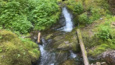 Mountain Stream and Small Waterfalls Flowing Through Green Forest Stock Footage 337090215