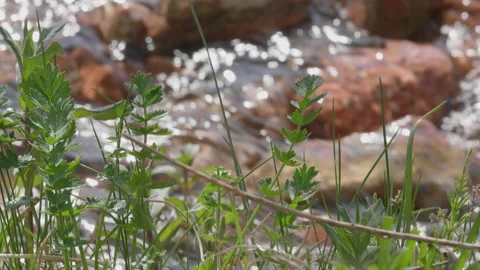 Mountain stream and stones through the grass Stock Footage 167556191