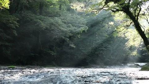 Mountain Stream and Sunlight Filtering Through the Trees Vidéo 332485071