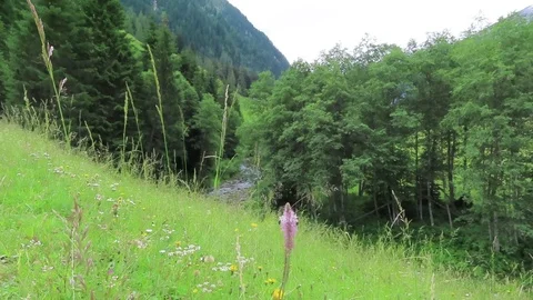 Mountain stream in austria alps. flower blossom in meadow Video stock 113420522