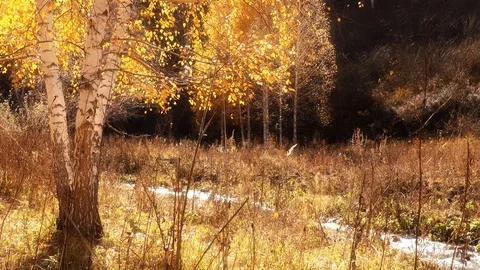 Mountain stream in autumn birch forest Видео 122637638
