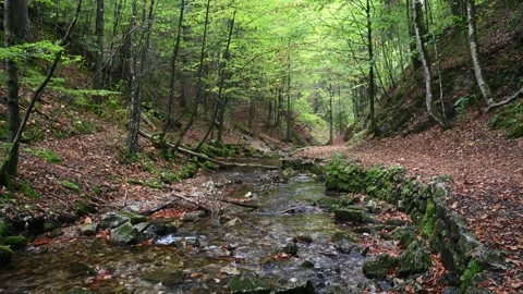 A mountain stream in autumn Stock Footage 260936813