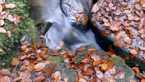Mountain Stream In The Autumn Forest Stock Footage 143928178