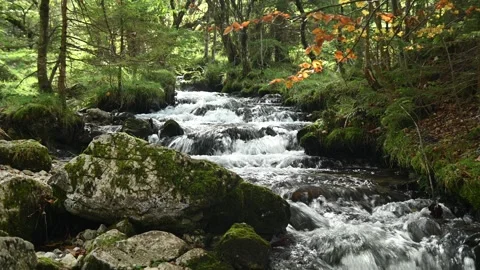 A mountain stream in an autumn forest, Josefsthal, Bavaria Stock-Footage 288144099