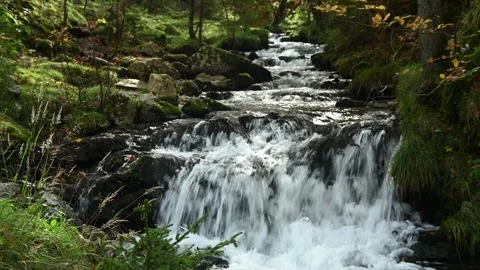 A mountain stream in an autumn forest, Josefsthal, Bavaria 스톡 동영상 288144159