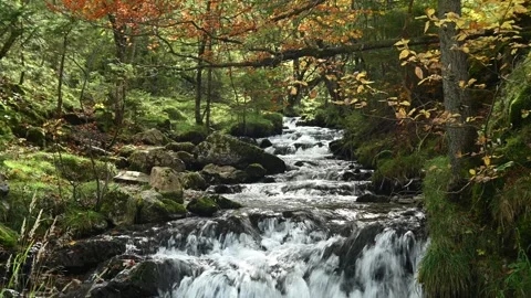 A mountain stream in an autumn forest, Josefsthal, Bavaria 스톡 동영상 288144401
