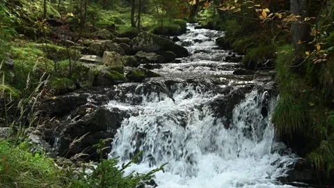 A mountain stream in an autumn forest, slow motion Stock Footage 288149700