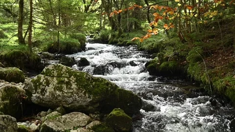 A mountain stream in an autumn forest, slow motion Stock-Footage 288149702